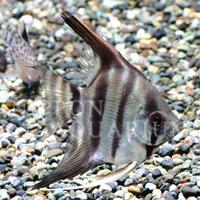 飼育方法（飼い方・餌・水温・混泳などについて）