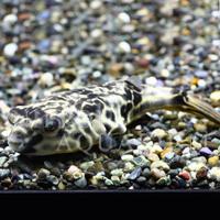 飼育方法（飼い方・餌・水温・混泳などについて）