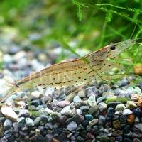 飼育方法（飼い方・餌・水温・混泳などについて）