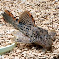 飼育方法（飼い方・餌・水温・混泳などについて）