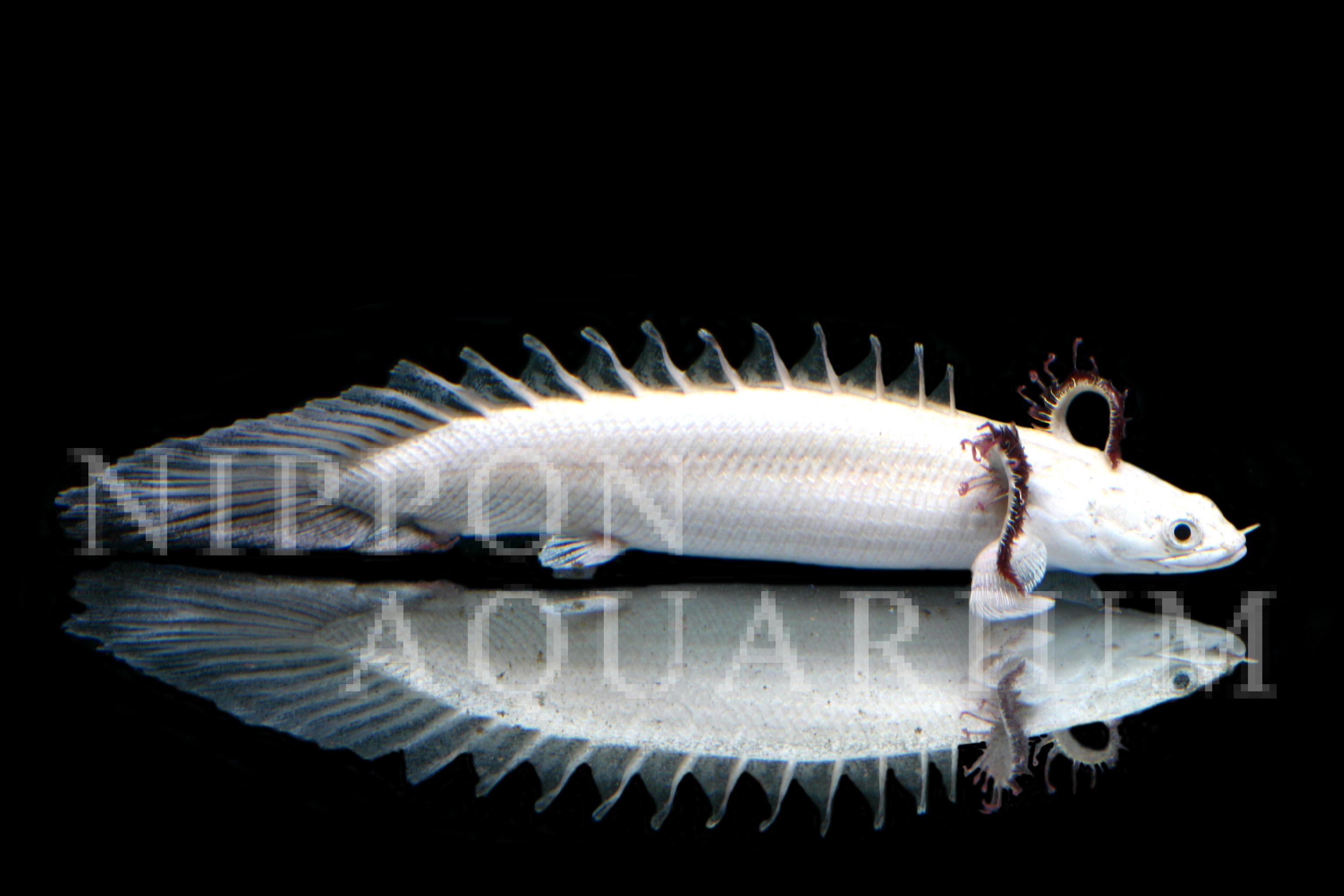 ポリプテルスプラチナエンドリケリー 寿命 病気 熱帯魚図鑑 熱帯魚の飼育 混泳 繁殖 病気など