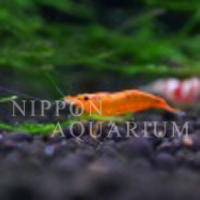 飼育方法（飼い方・餌・水温・混泳など）
