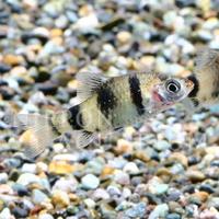 飼育方法（飼い方・エサ・水温・混泳などについて）