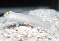 飼育方法（飼い方・餌・水温・混泳などについて）