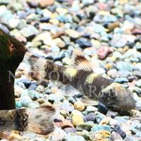 飼育方法（飼い方・餌・水温・混泳などについて）