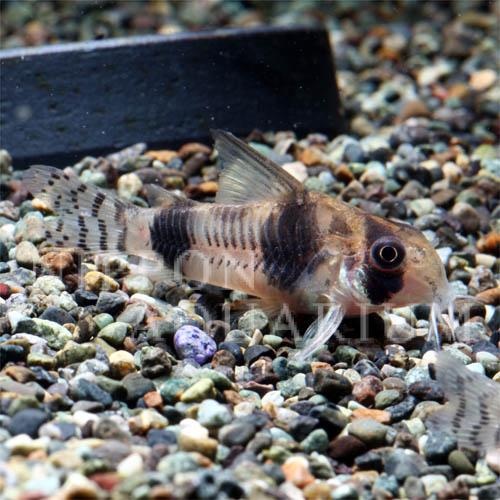 コリドラス トゥッカーノ 繁殖 産卵 熱帯魚図鑑 熱帯魚の飼育 混泳 繁殖 病気など