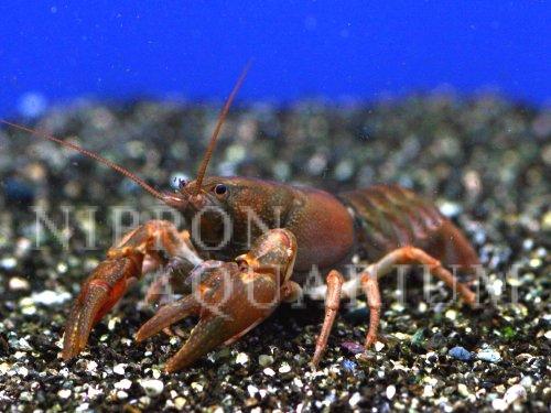 日本ザリガニ 寿命 病気 熱帯魚図鑑 熱帯魚の飼育 混泳 繁殖 病気など