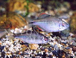 タイワンタナゴ 寿命 病気 熱帯魚図鑑 熱帯魚の飼育 混泳 繁殖 病気など