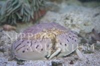 飼育方法（飼い方・餌・水温・混泳などについて）