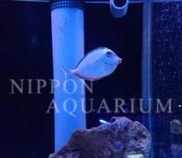 飼育方法（飼い方、餌、水温、混泳などについて）