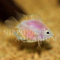 飼育方法（飼い方・餌・水温などについて）