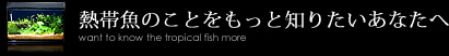 熱帯魚のことをもっと知りたいあなたへ