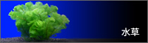 水草