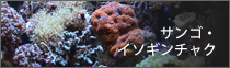 サンゴ・イソギンチャク