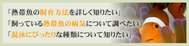 「熱帯魚の飼育方法を詳しく知りたい」「飼っている熱帯魚の病気について調べたい」「混泳にぴったりな種類について知りたい」
